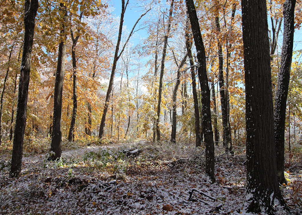 A dusting of snow on the ground amid trees with fall-coloured leaves and blue skies