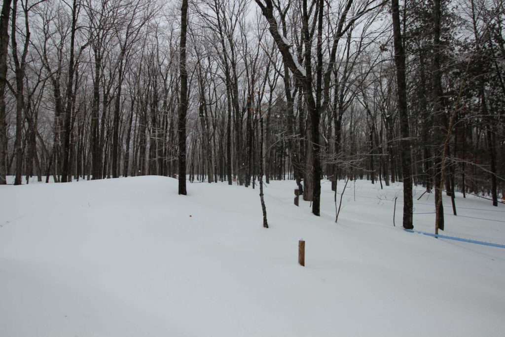 deep snow in a forest of maple and birch trees