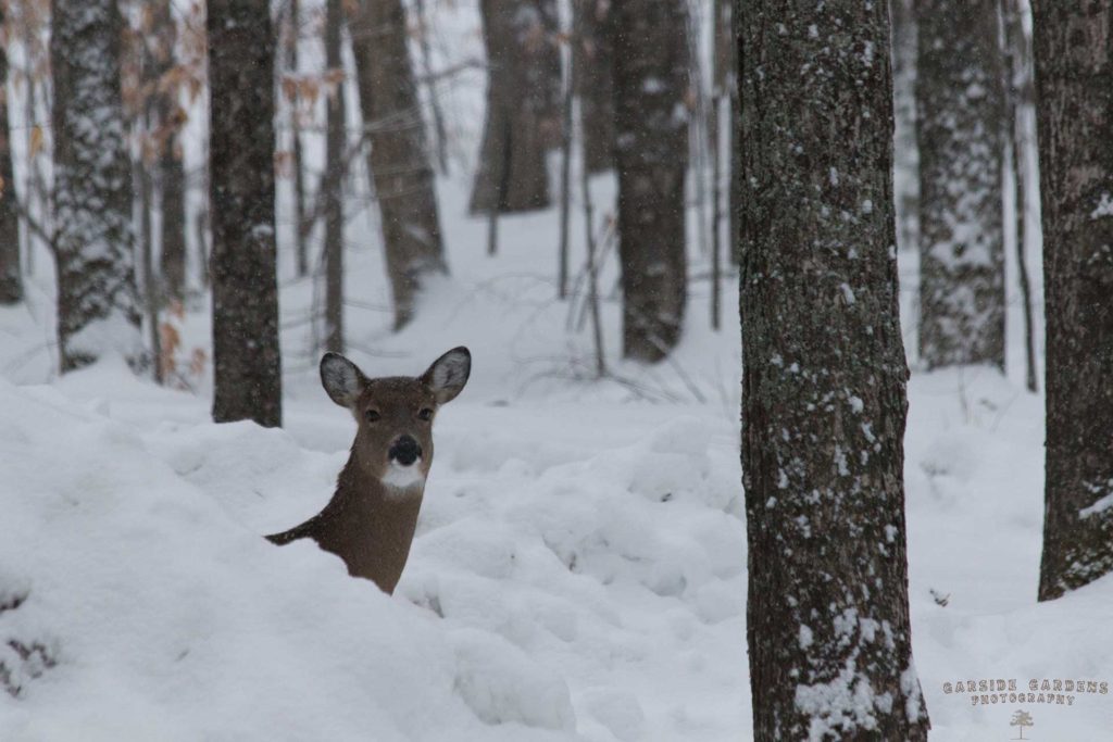 a deer poking its head out from behind a snow bank in the woods