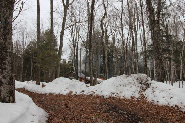 smoke coming out of the chimney of a small maple sugar shack in the woods in early spring