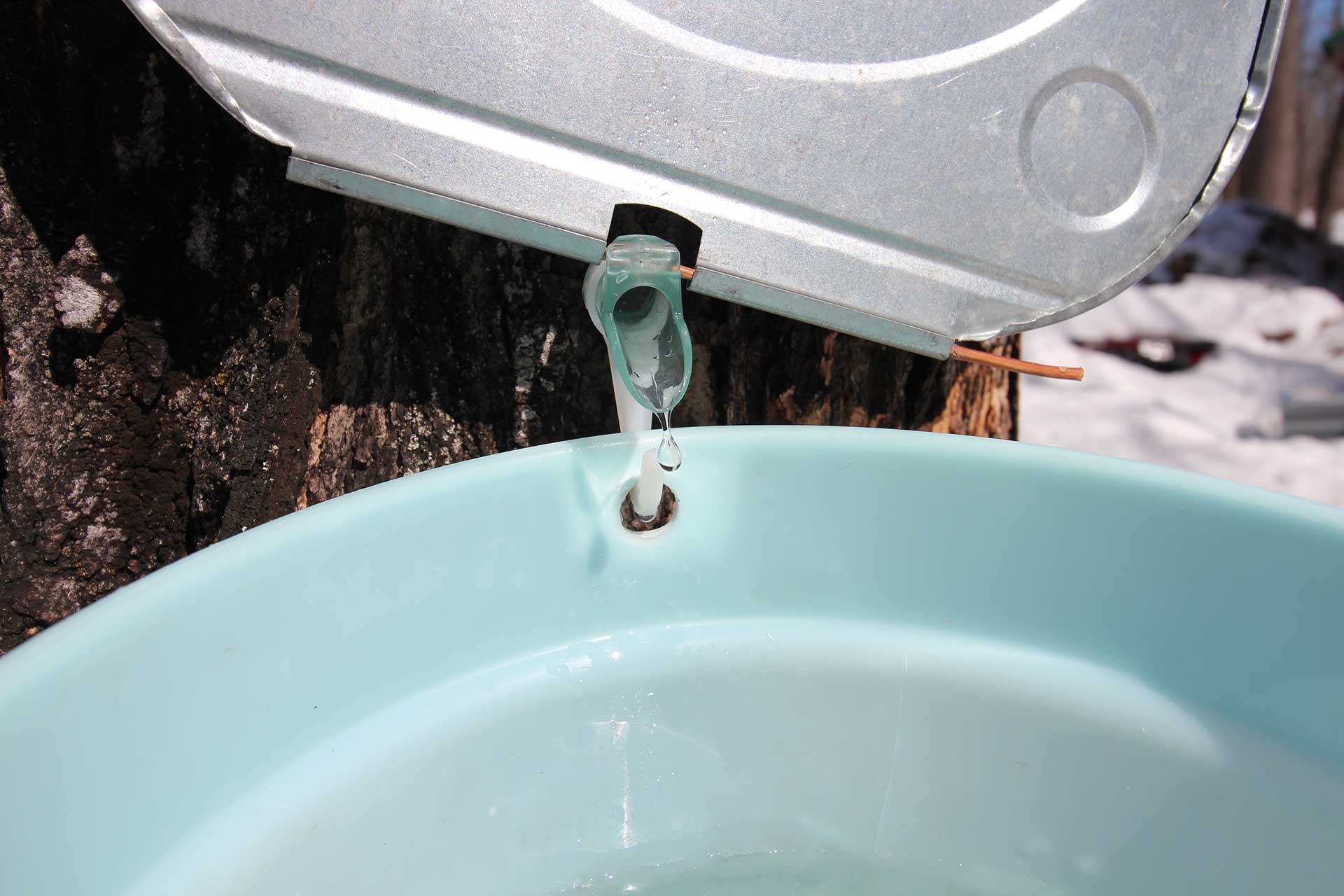 A drop of maple sap dripping into a bucket from a tapped maple tree