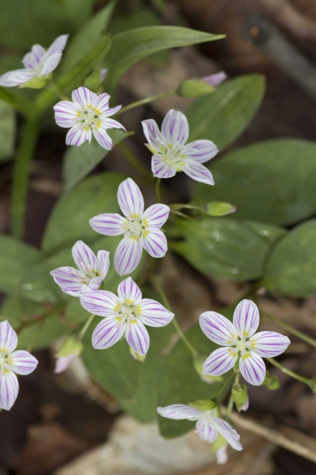 spring flowers with purple lines running through the petals