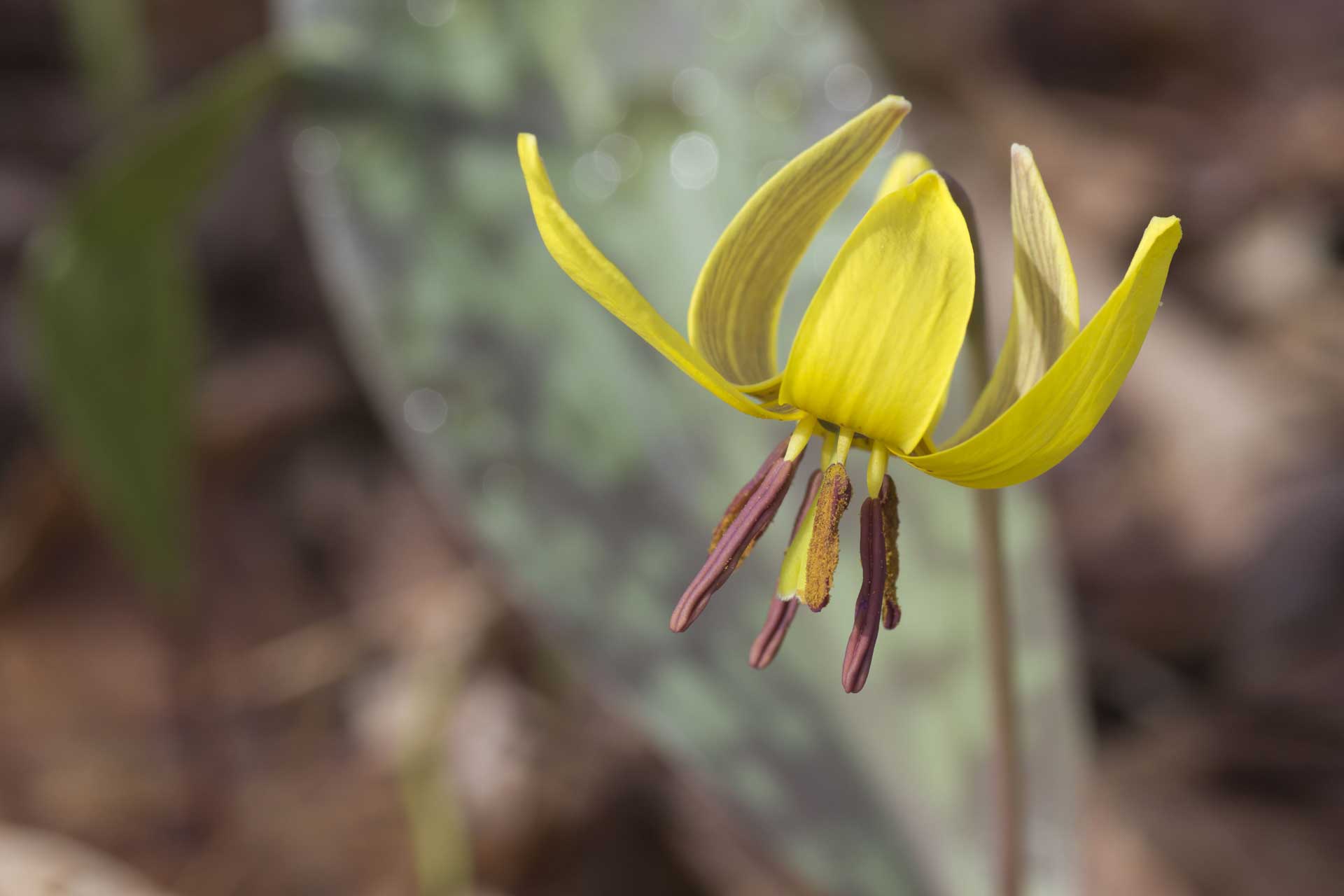 shallow depth of field shot of a trout lily flower