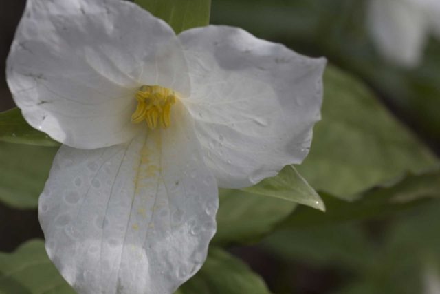 shallow depth of field shot of white trillium flower