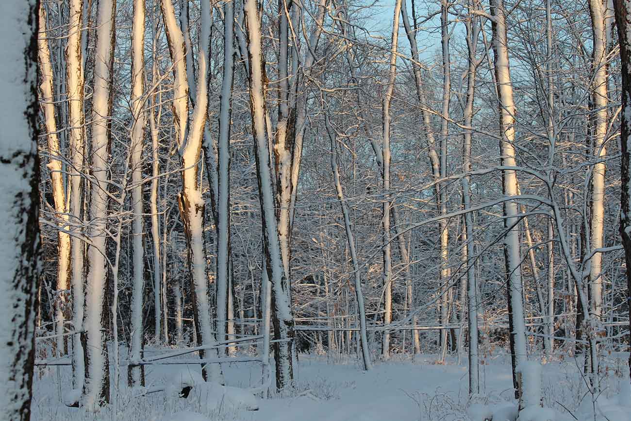 snowy forest