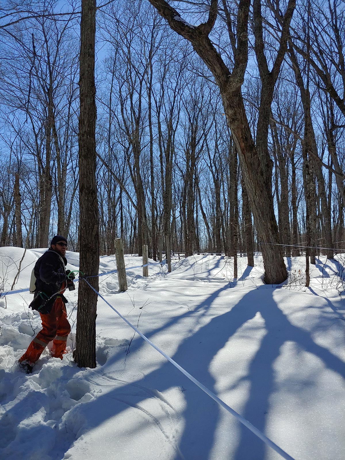 man in snowy maple tree forest setting up tapping lines