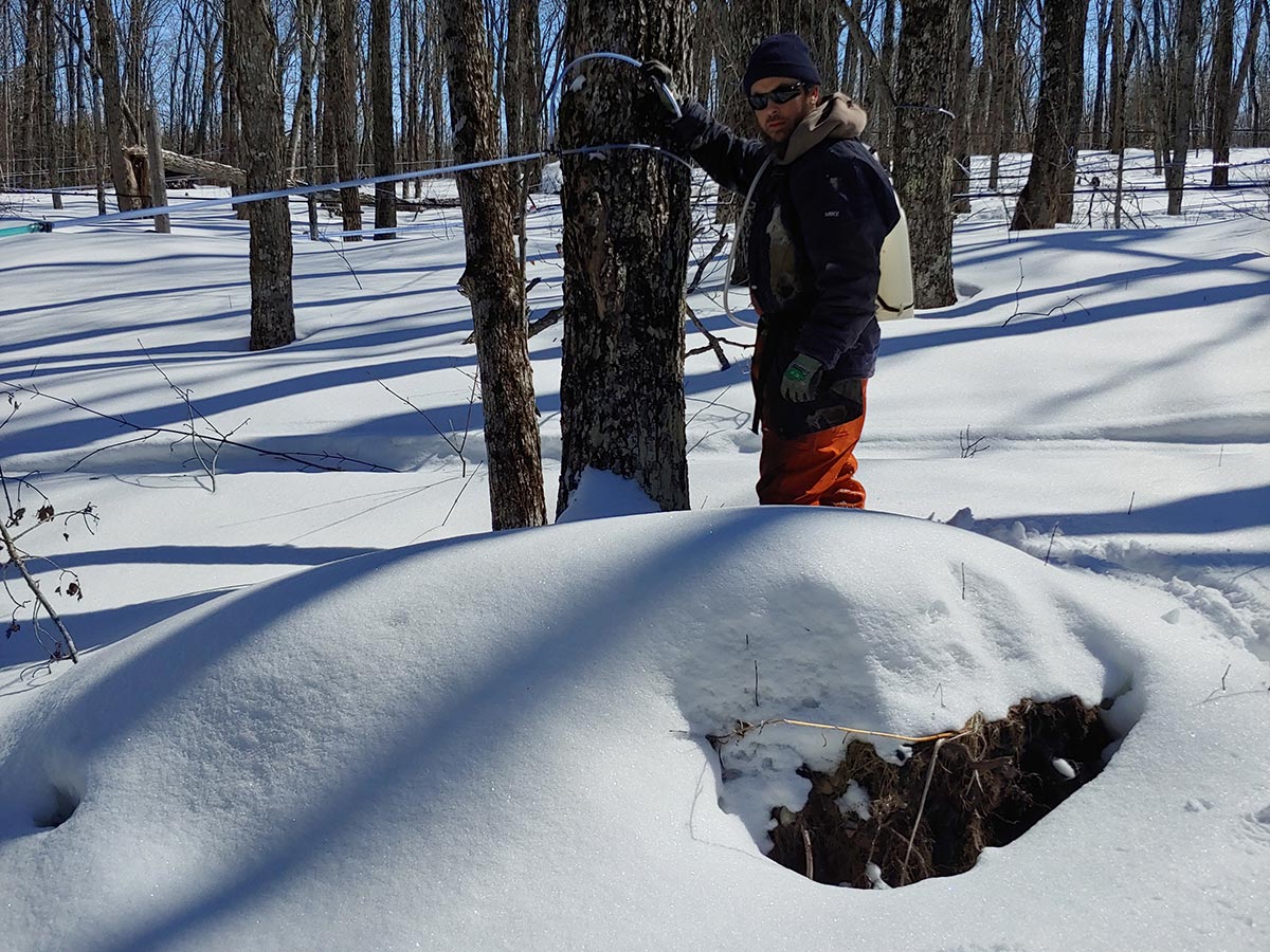 man in snowy maple tree forest setting up tapping lines