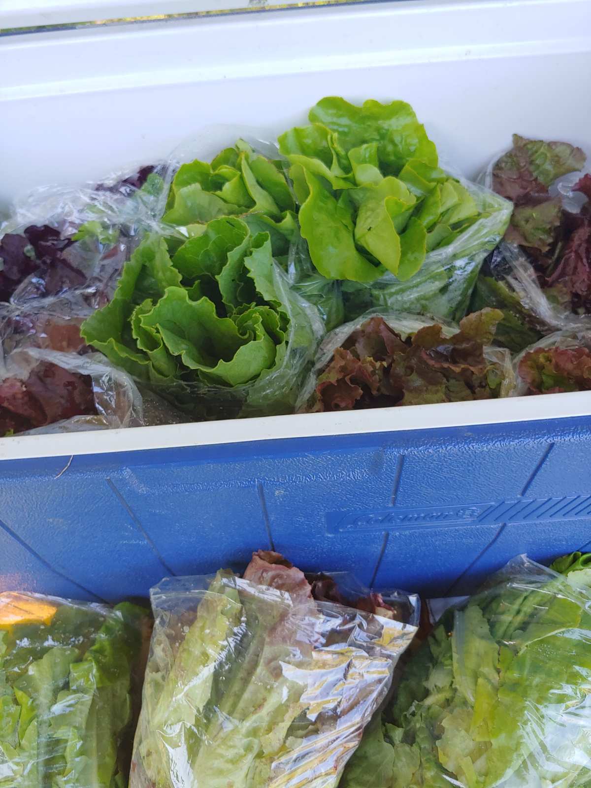 fresh lettuce on display