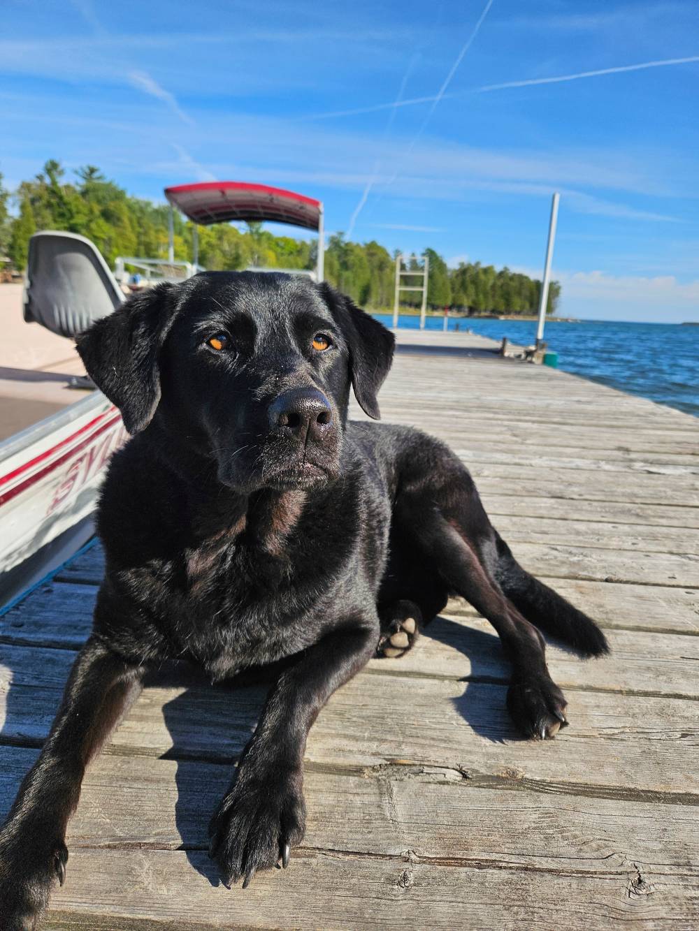 a black dog lying on a pier on a sunny day